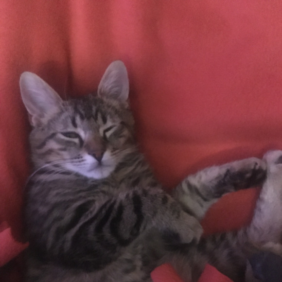 seekingstella